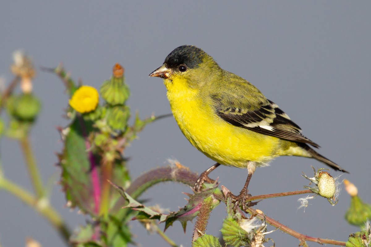 Lesser Goldfinch - Sasha Cahill