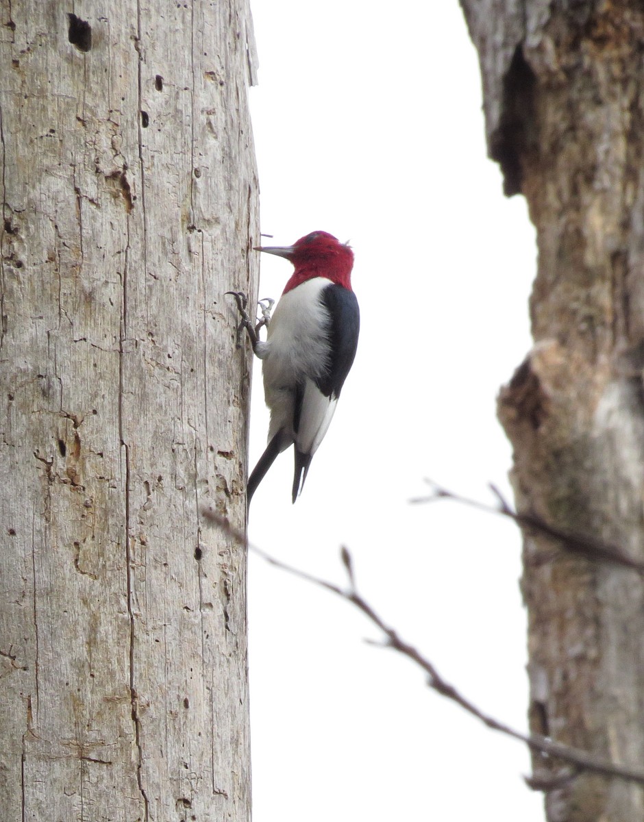 Red-headed Woodpecker - Doug Johnson
