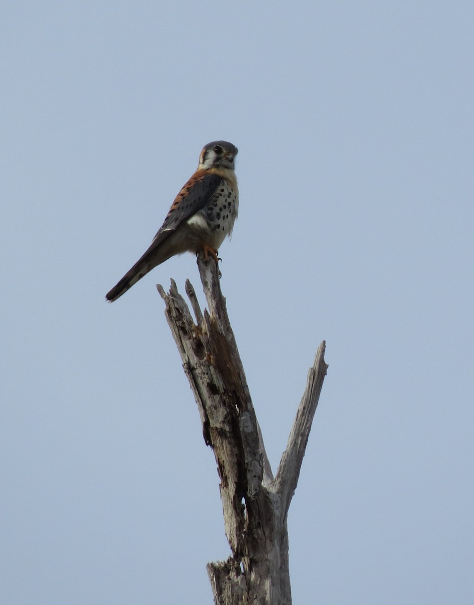 American Kestrel - ML412655341
