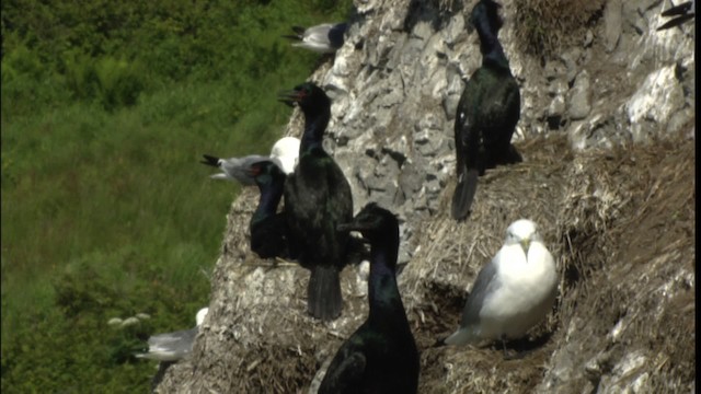 Pelagic Cormorant - ML412656