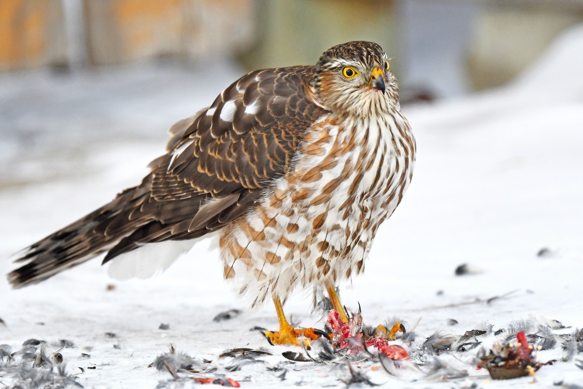 Sharp-shinned Hawk - Chris Rees