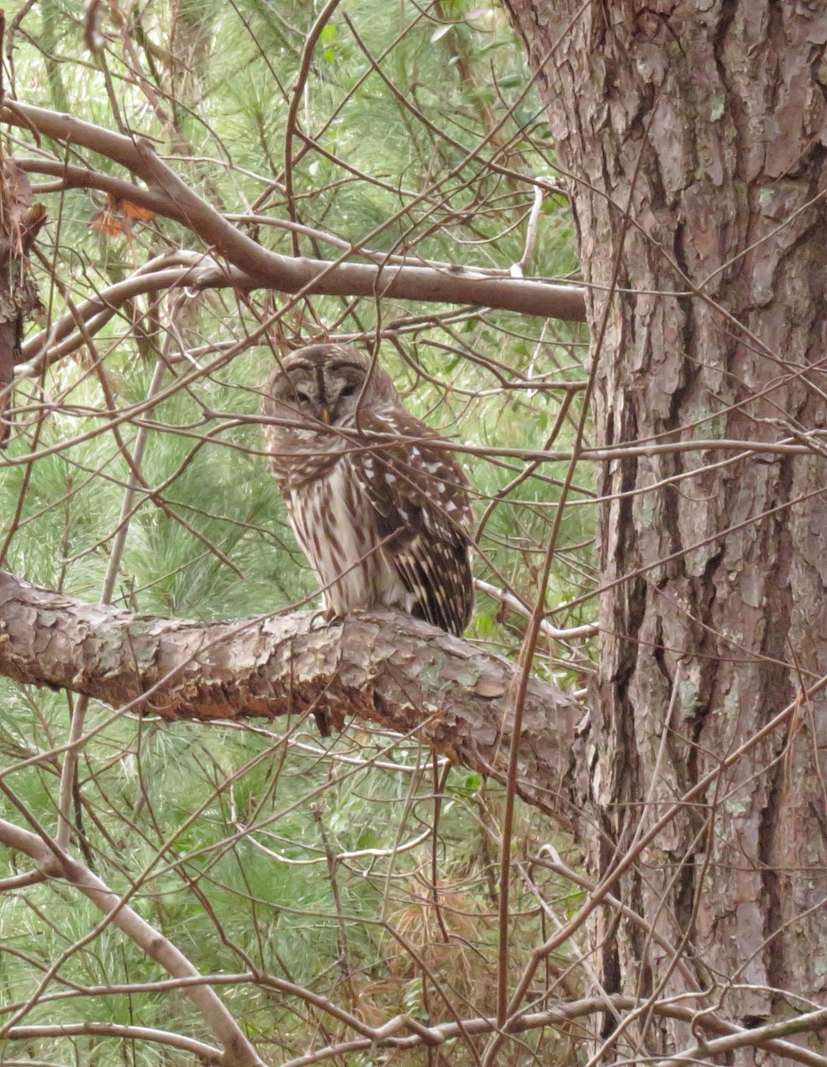 Barred Owl - ML412657441