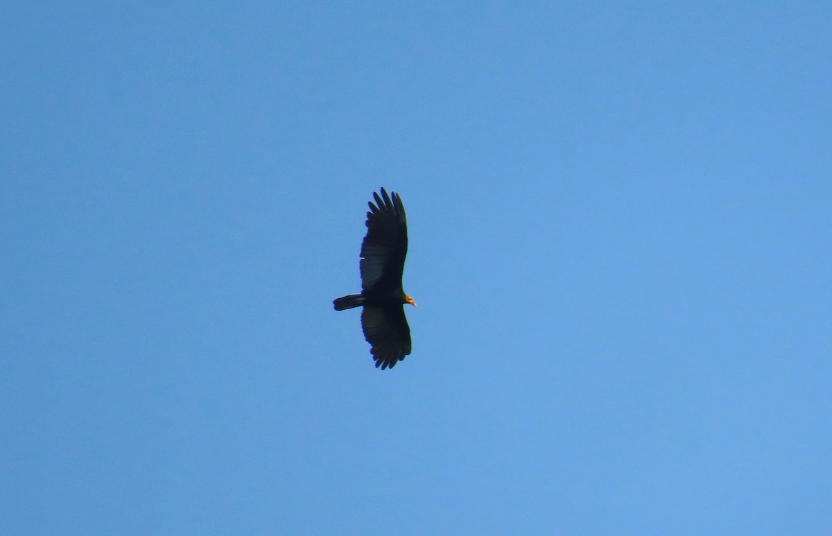 Greater Yellow-headed Vulture - ML412658541