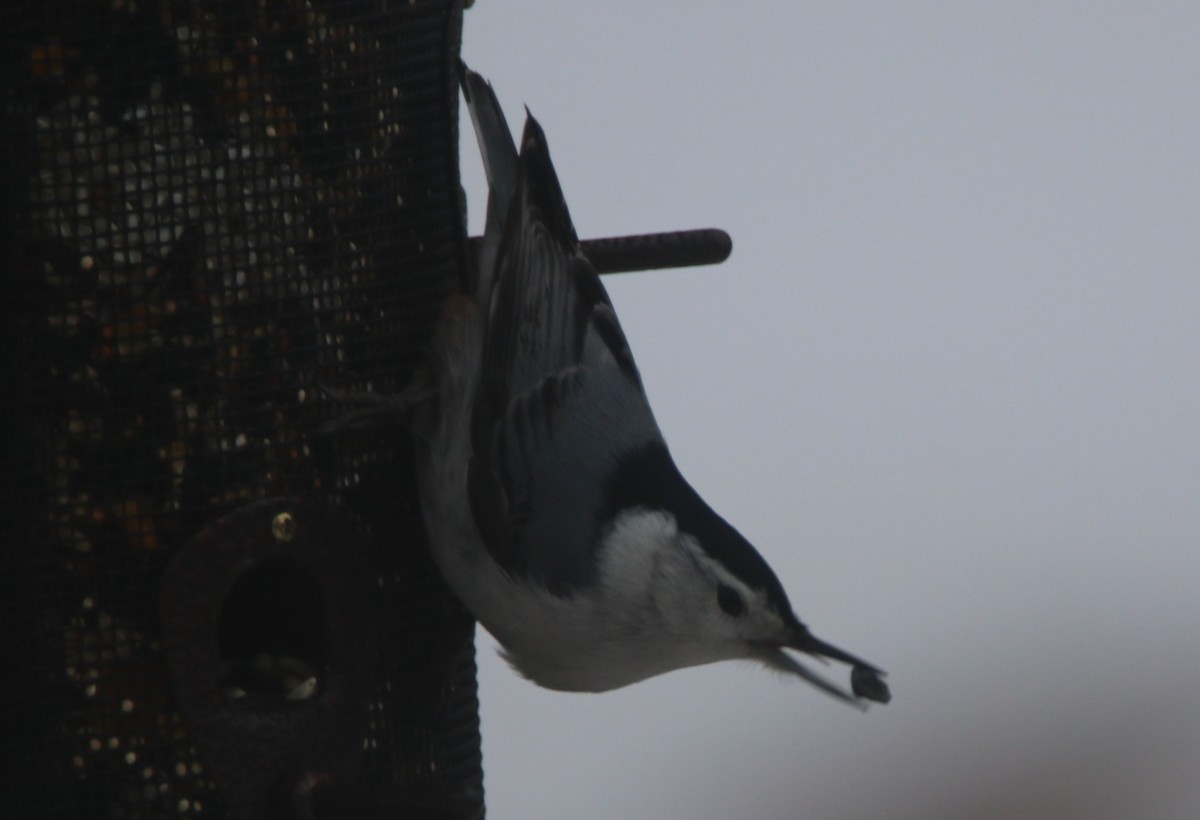 White-breasted Nuthatch - ML412659141