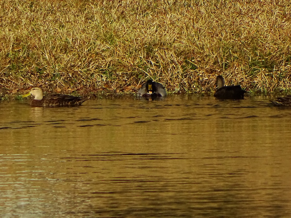 Canard colvert - ML412659601