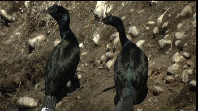 Pelagic Cormorant - ML412660