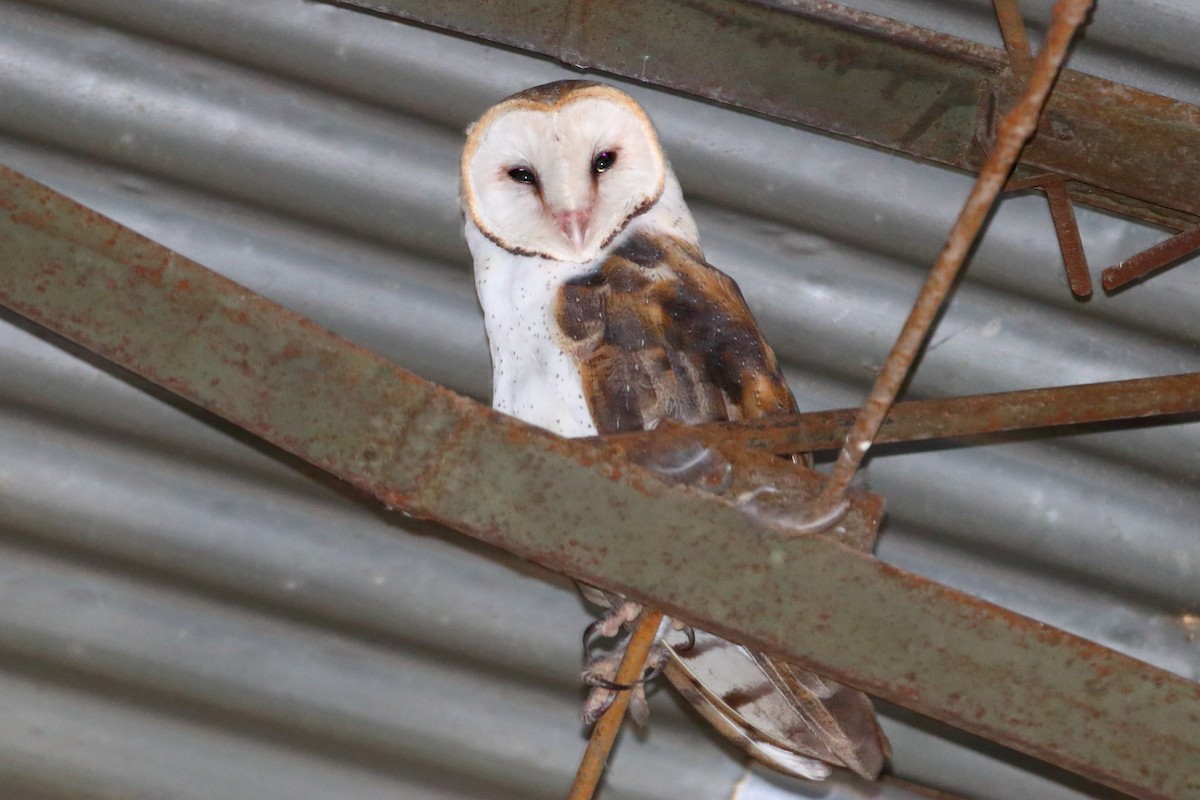 Barn Owl - ML412663311