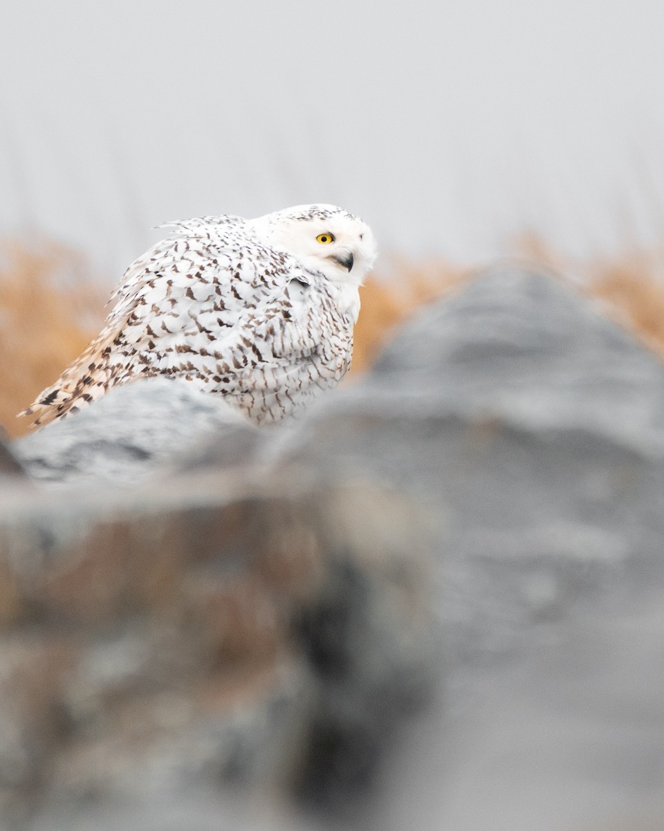 Snowy Owl - ML412663821