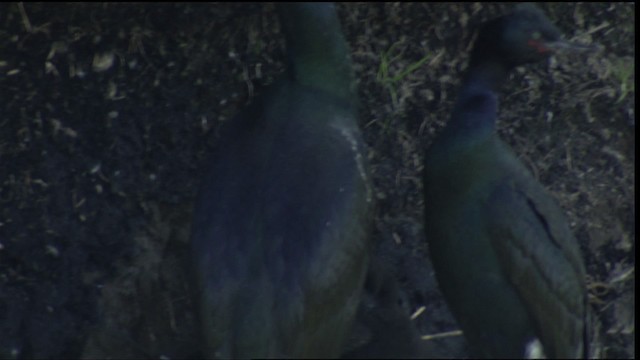 Pelagic Cormorant - ML412665