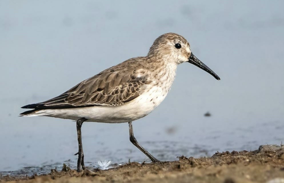 Dunlin - ML412665371