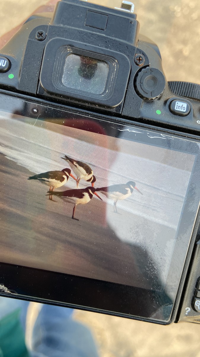 Eurasian Oystercatcher - ML412666191