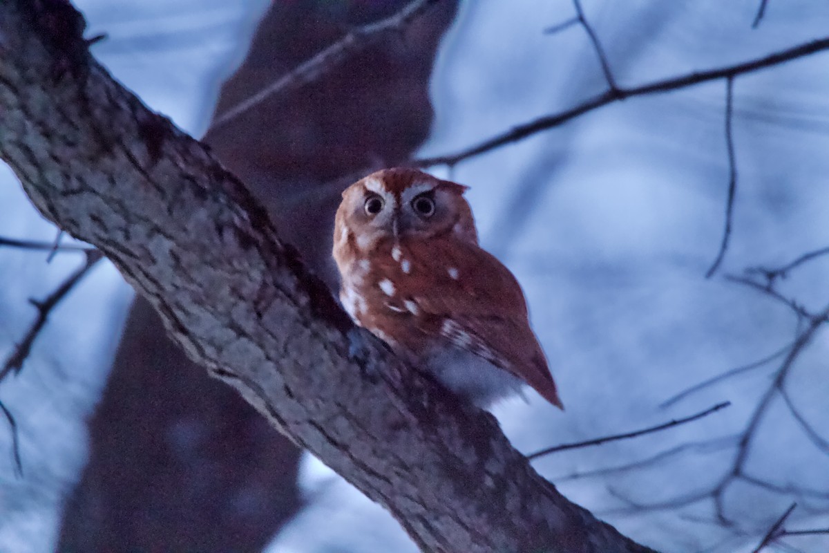 Eastern Screech-Owl - Evan Knudsen