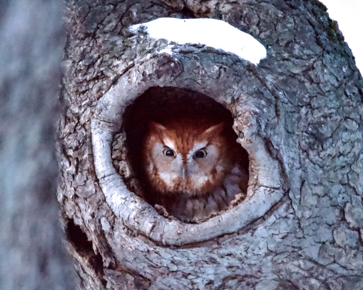 Eastern Screech-Owl - ML412666591