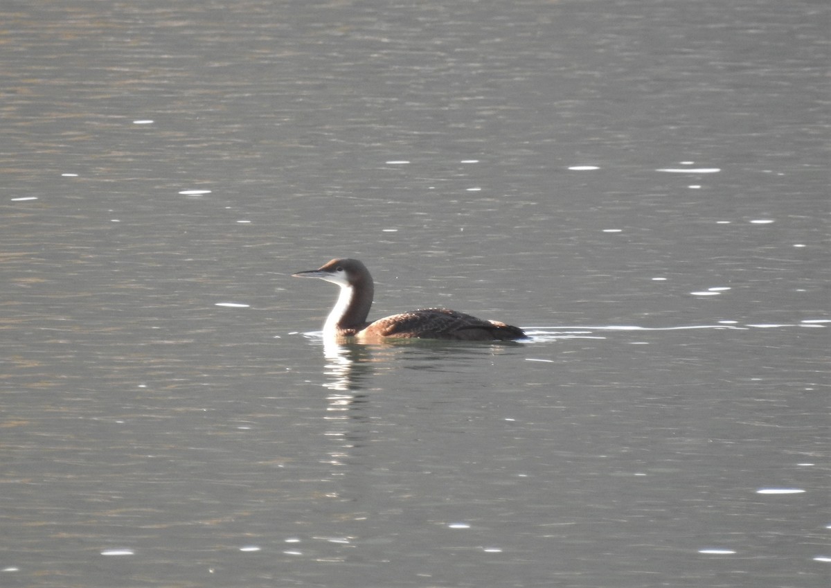 Pacific Loon - ML412667821
