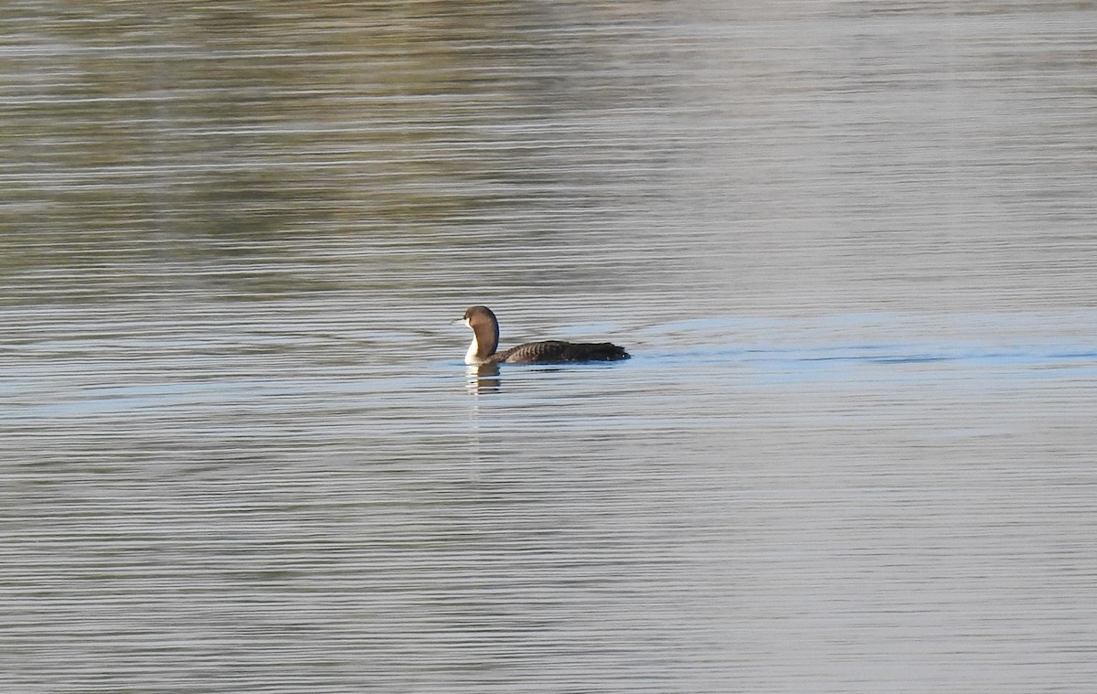 Pacific Loon - ML412667831