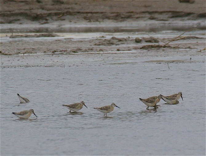 Stilt Sandpiper - ML41266911