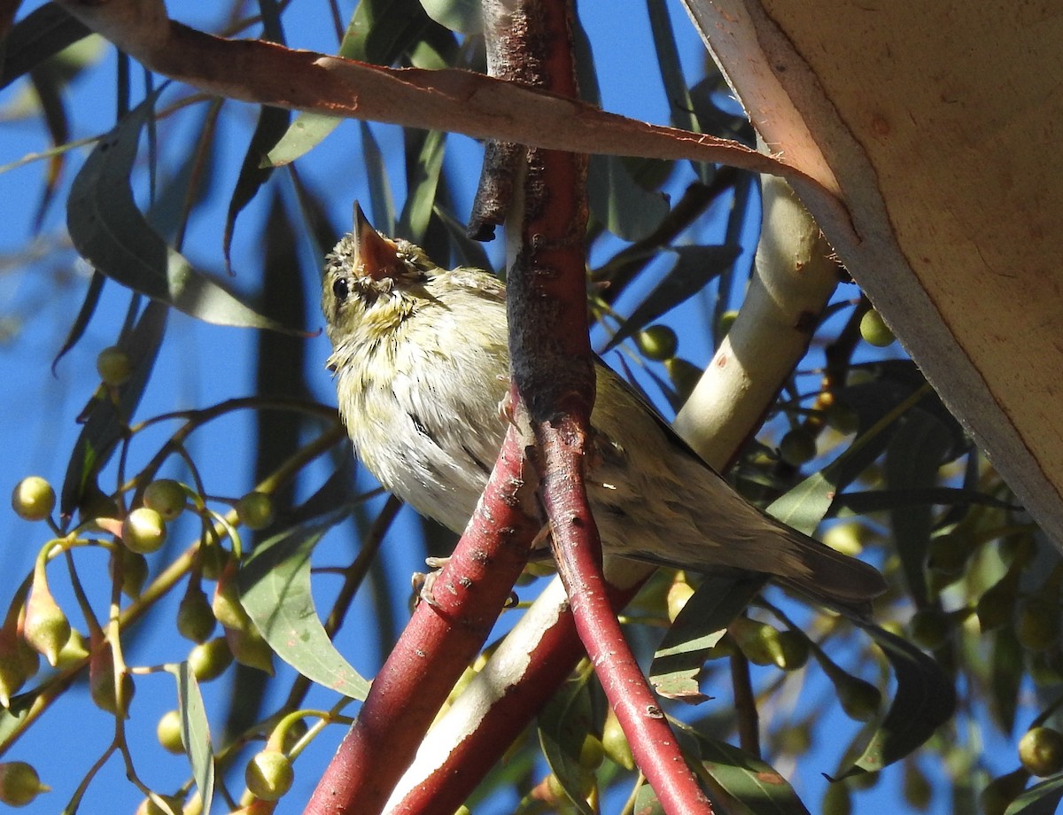 Tennessee Warbler - Chris Dean