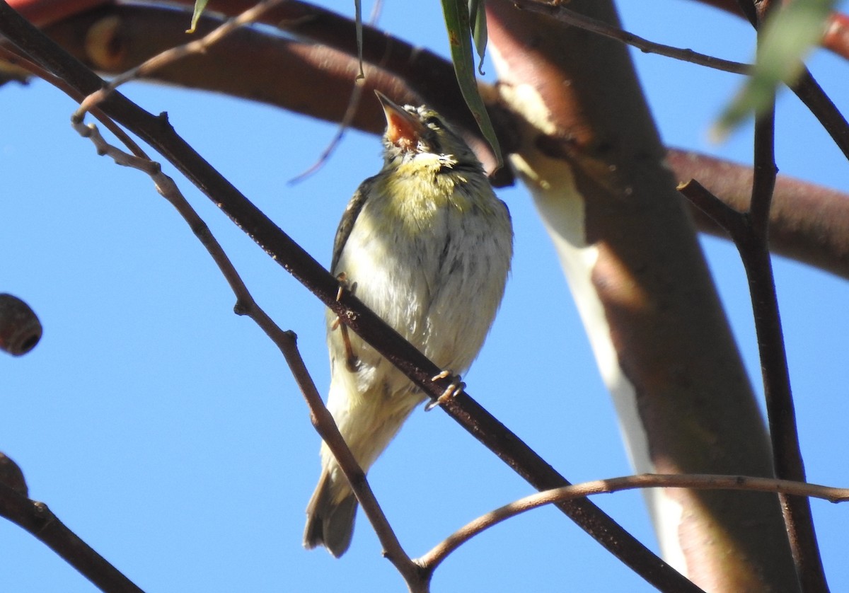 Tennessee Warbler - Chris Dean