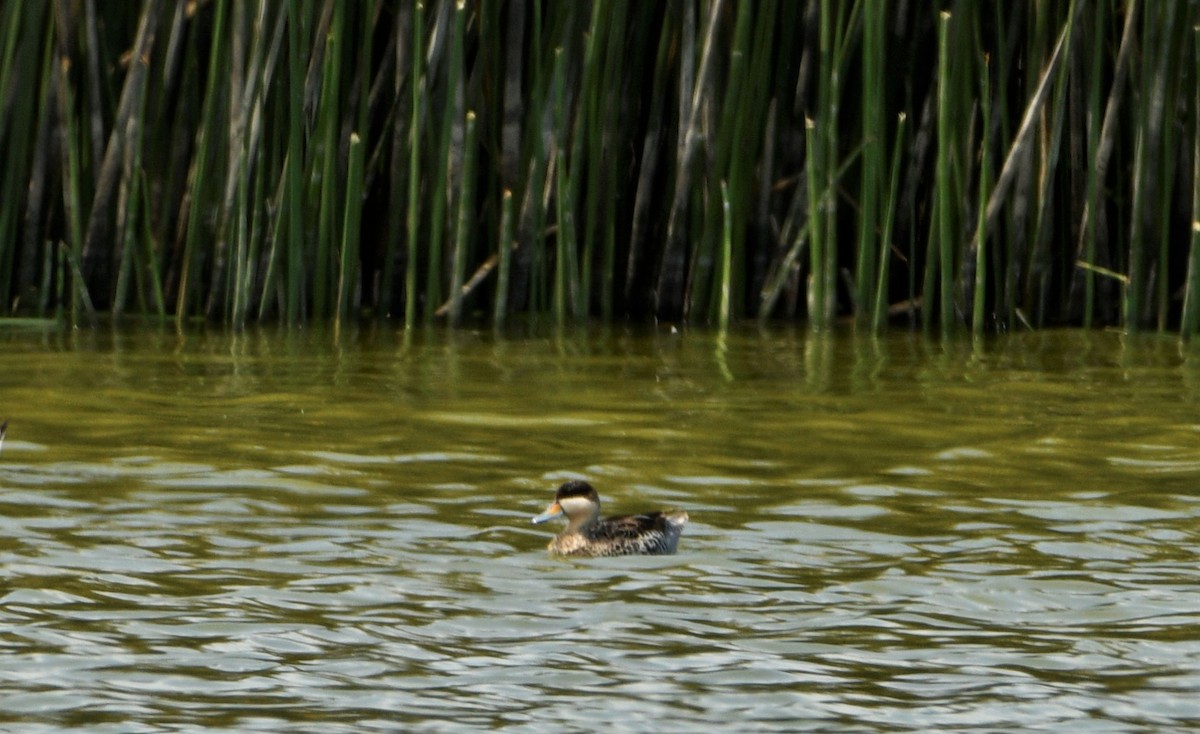 Silver Teal - Marcelo Donoso