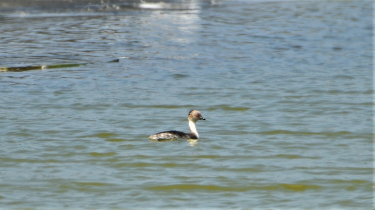 Silvery Grebe - ML412671601