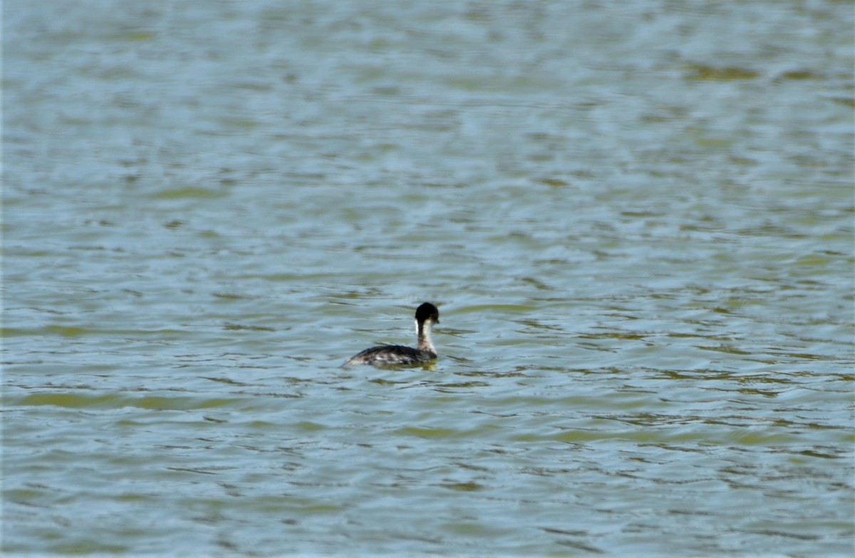 Silvery Grebe - ML412671621