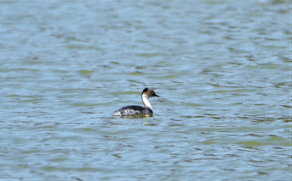 Silvery Grebe - ML412671641