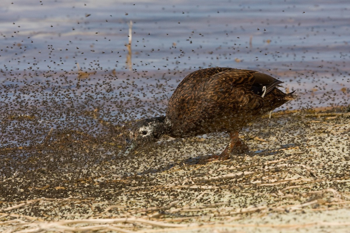 Laysan Duck - ML41267271