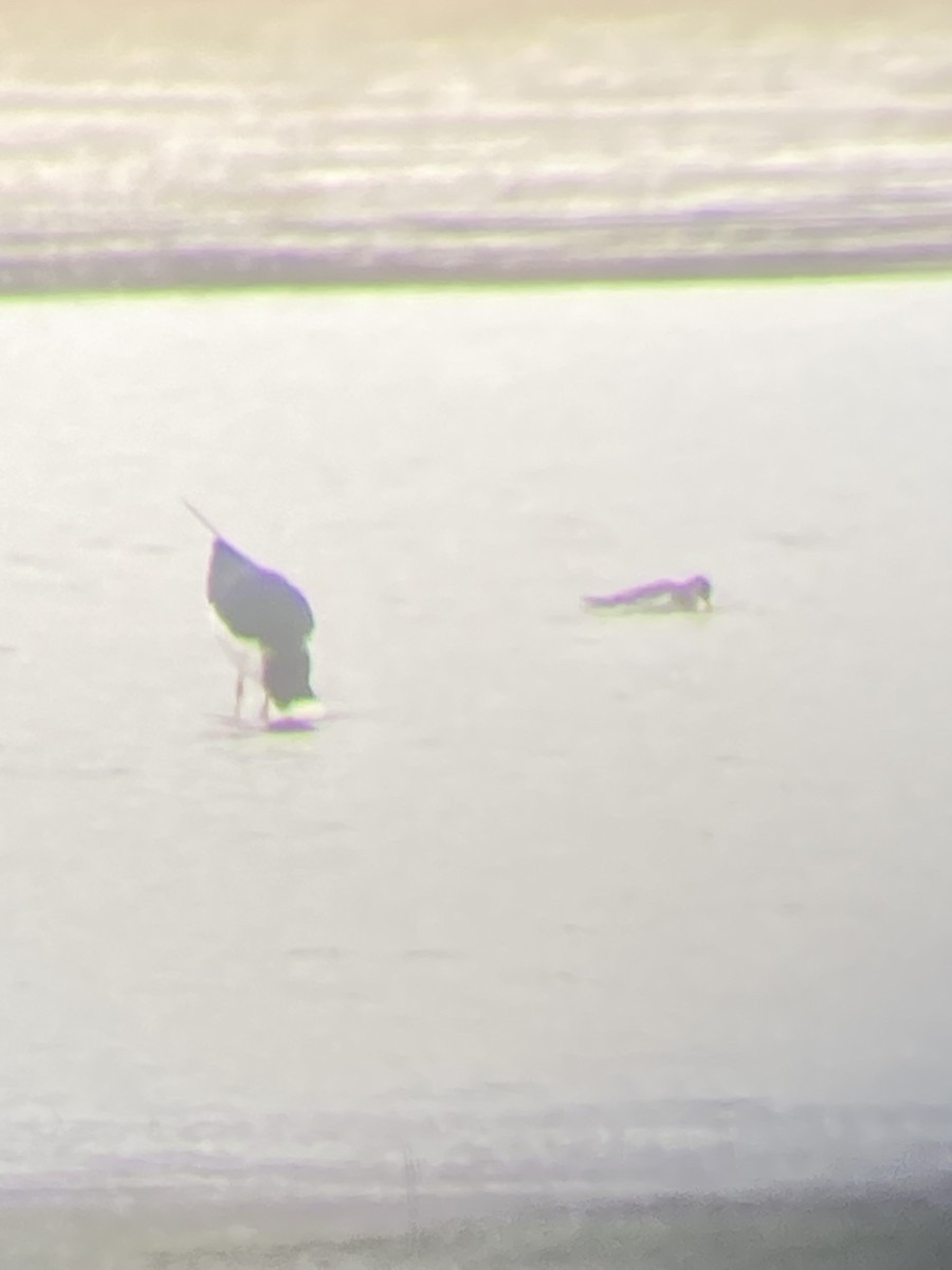 Red-necked Phalarope - ML412673091