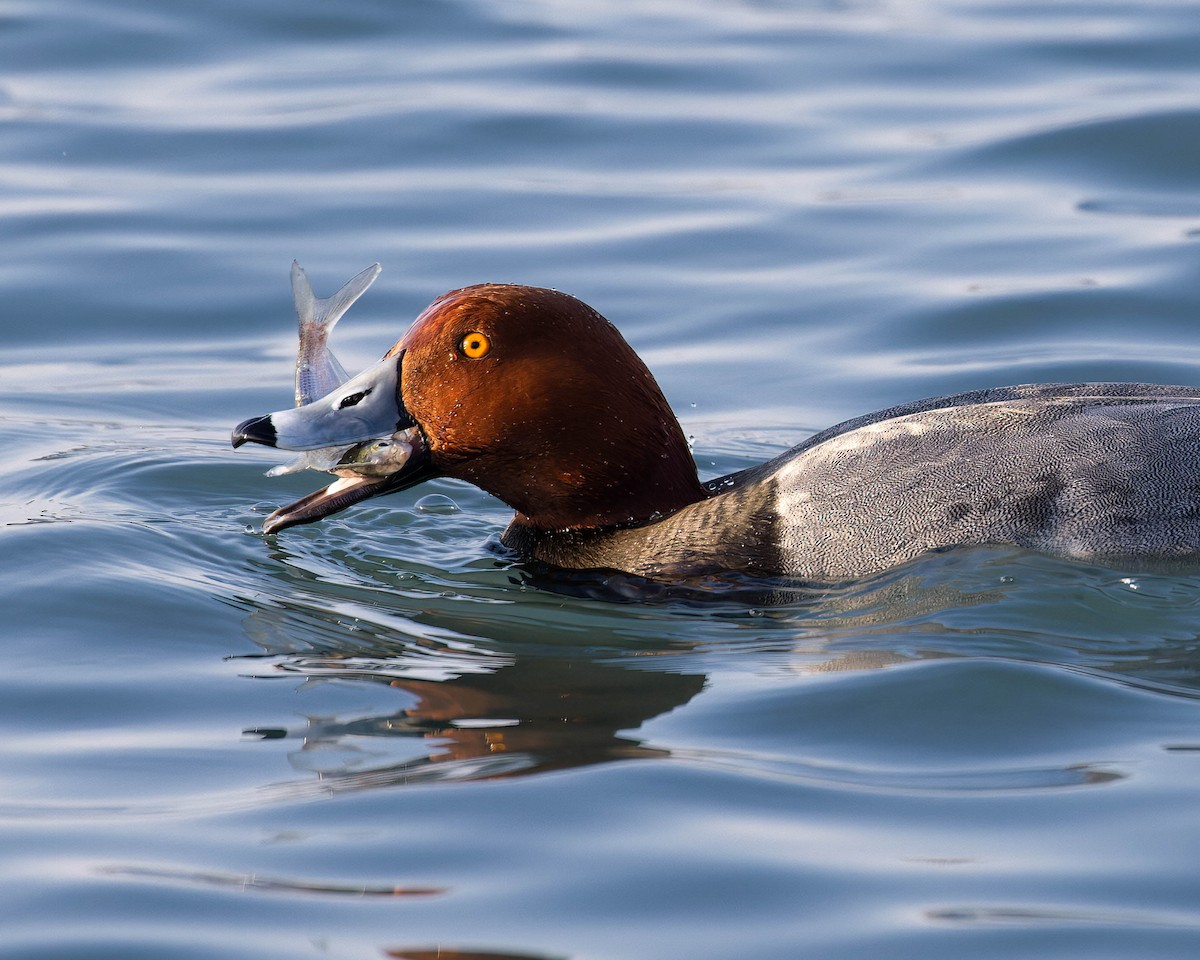 Redhead - ML412673301