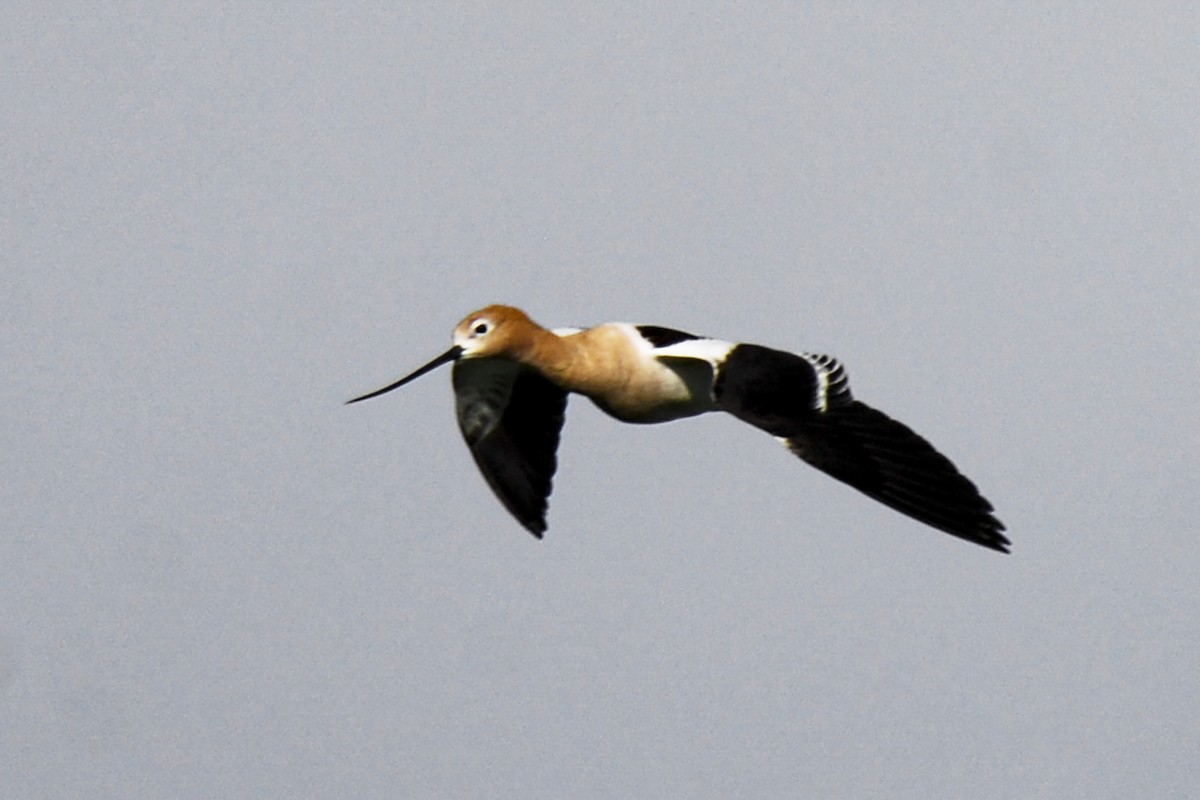 American Avocet - ML412673511