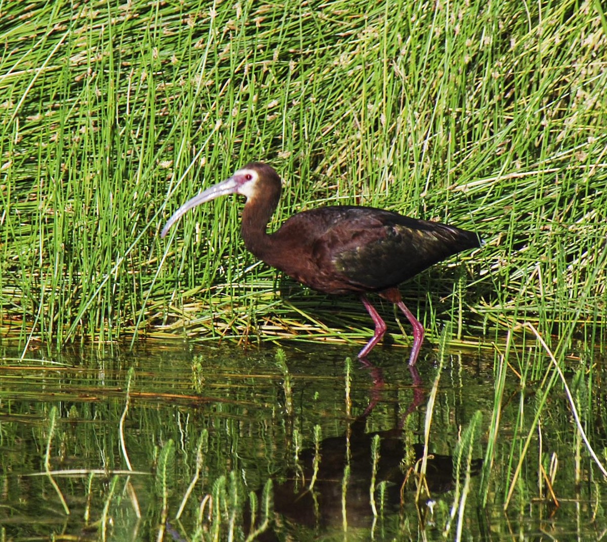 White-faced Ibis - ML412673651