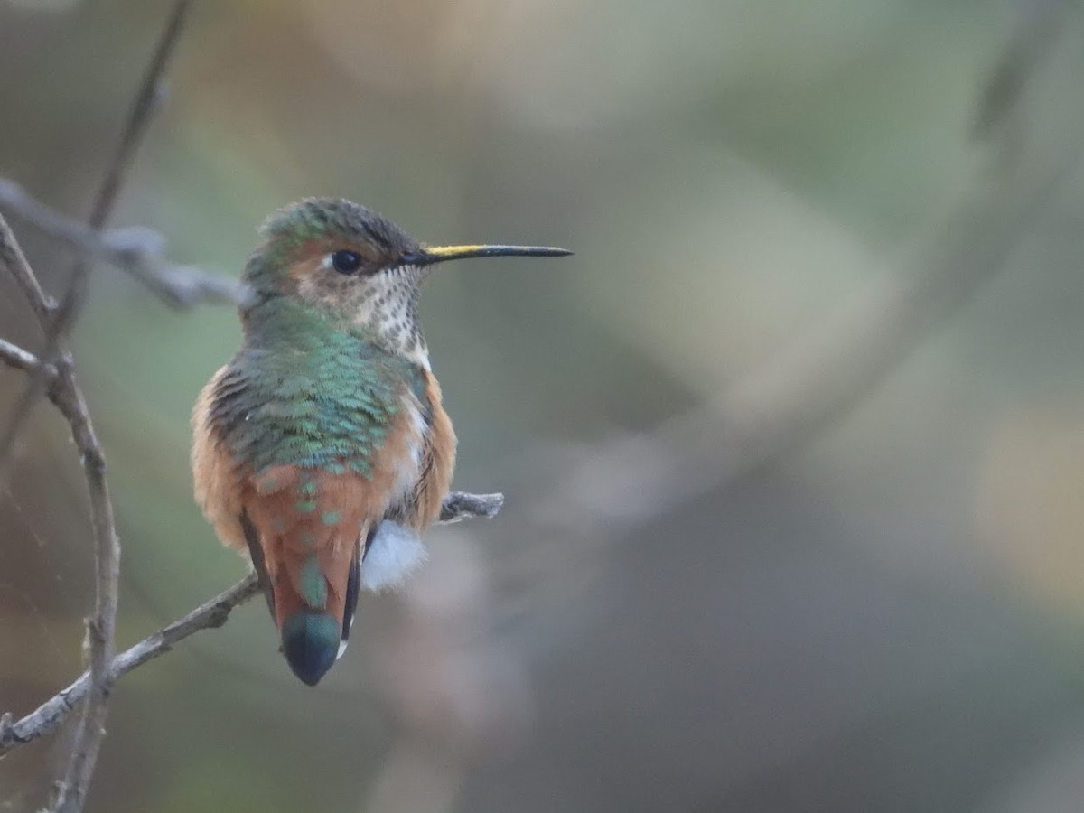 Colibri d'Allen - ML412675741