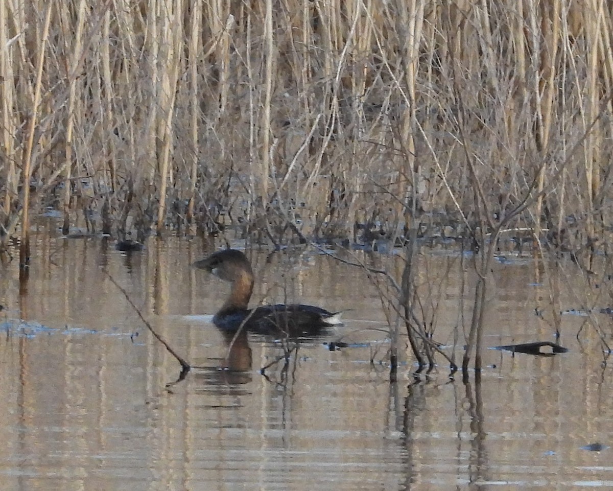 Pied-billed Grebe - ML412675901