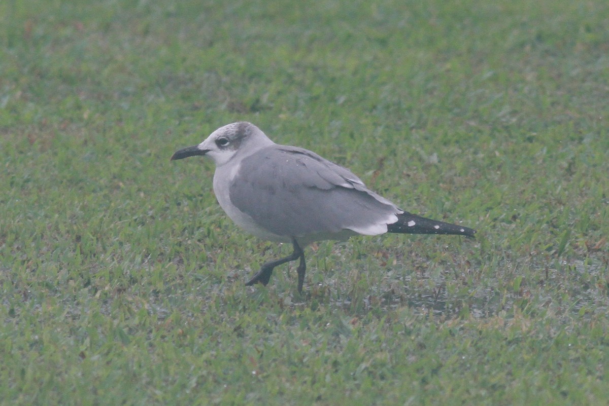 Laughing Gull - ML412677041