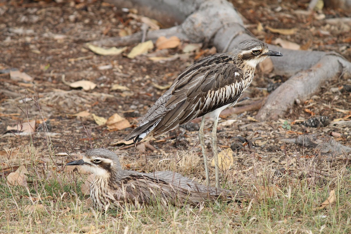 Bush Thick-knee - ML41267881