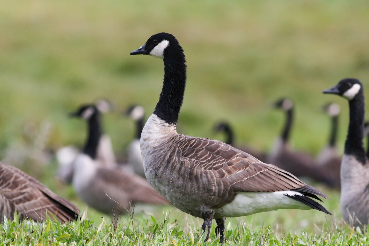 Canada Goose - Brad Walker