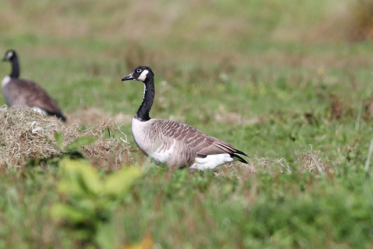 Barnacla Canadiense Grande - ML412681171