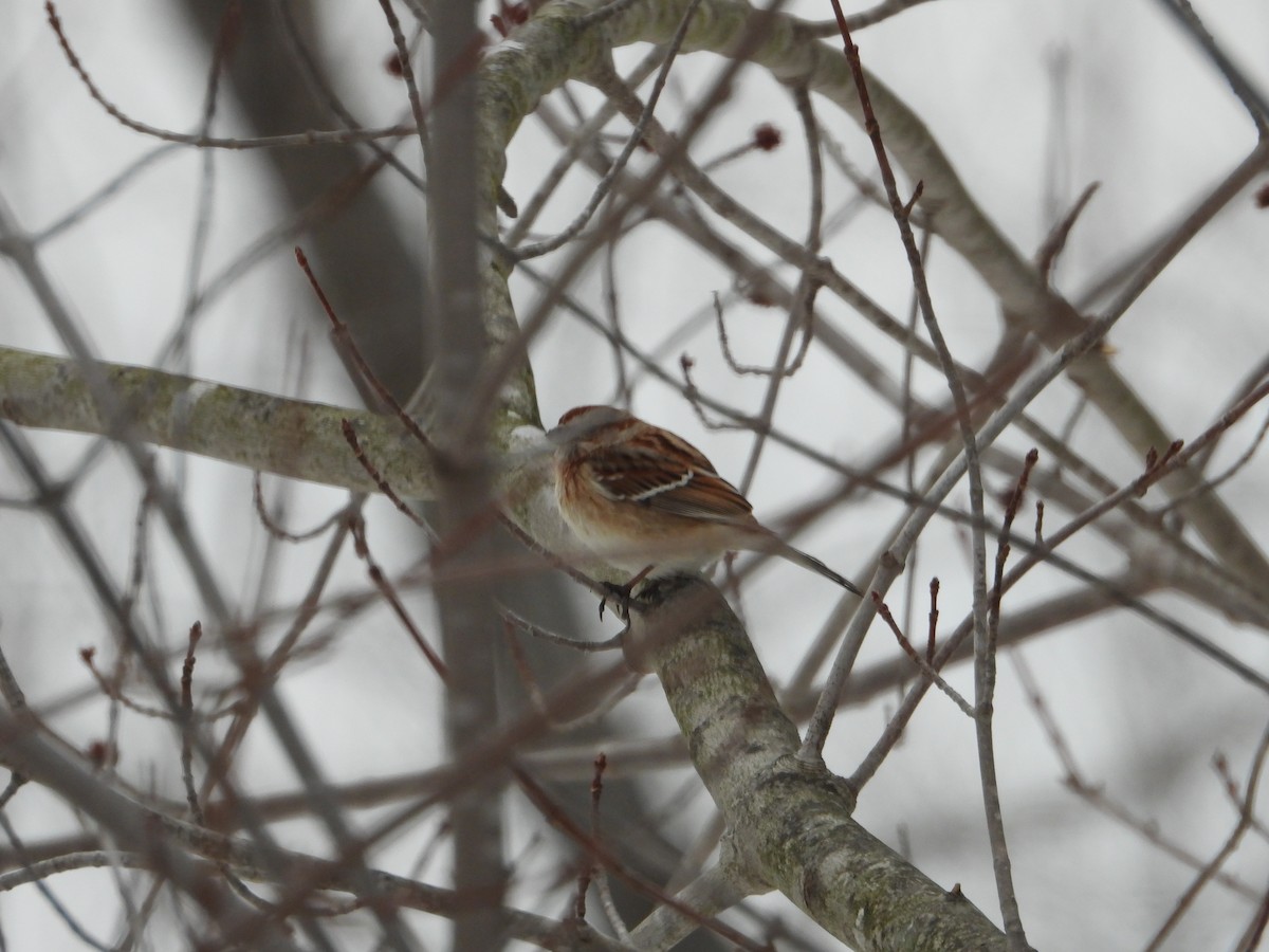 American Tree Sparrow - ML412682401