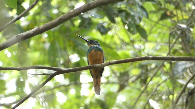 Rufous-tailed Jacamar - ML412682421
