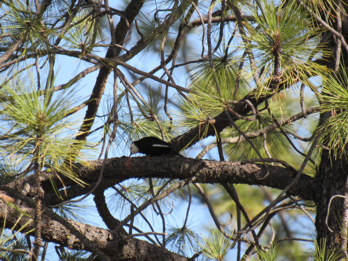 White-headed Woodpecker - ML412682501