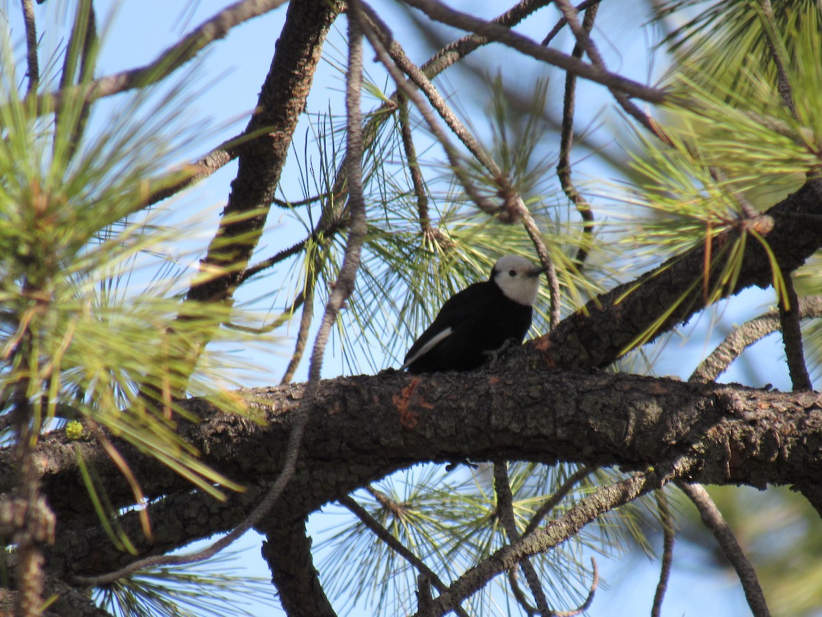 White-headed Woodpecker - Peter Nelson