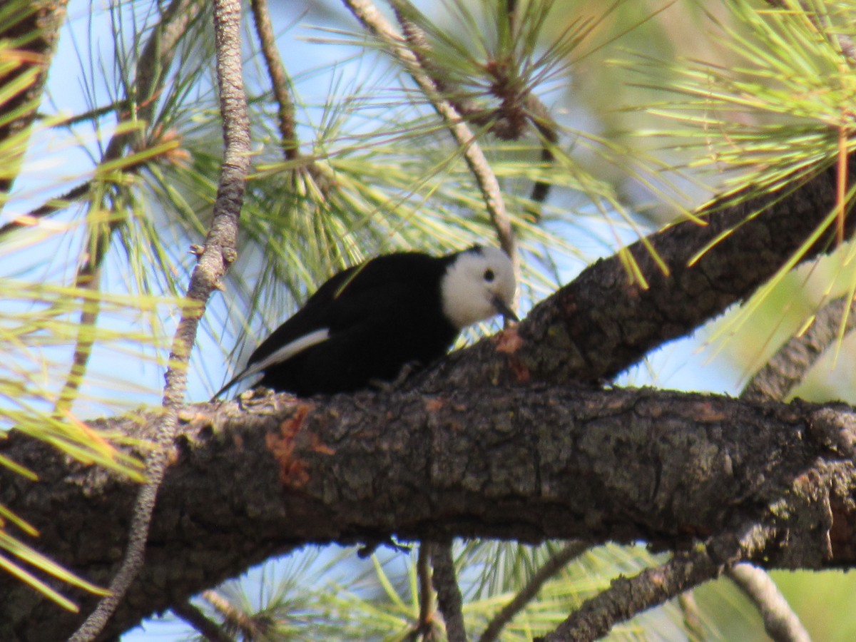 White-headed Woodpecker - ML412683011