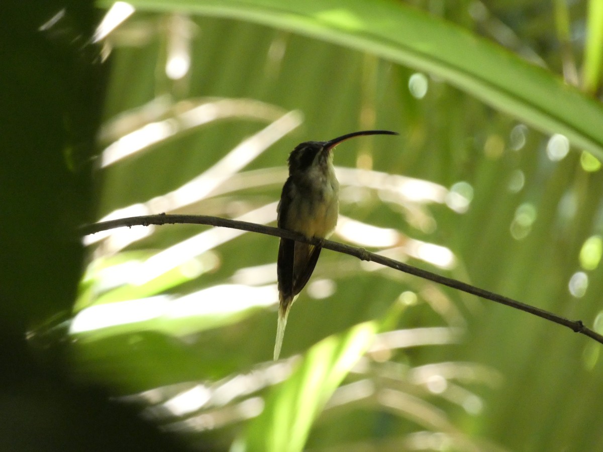 Long-billed Hermit - ML412683281