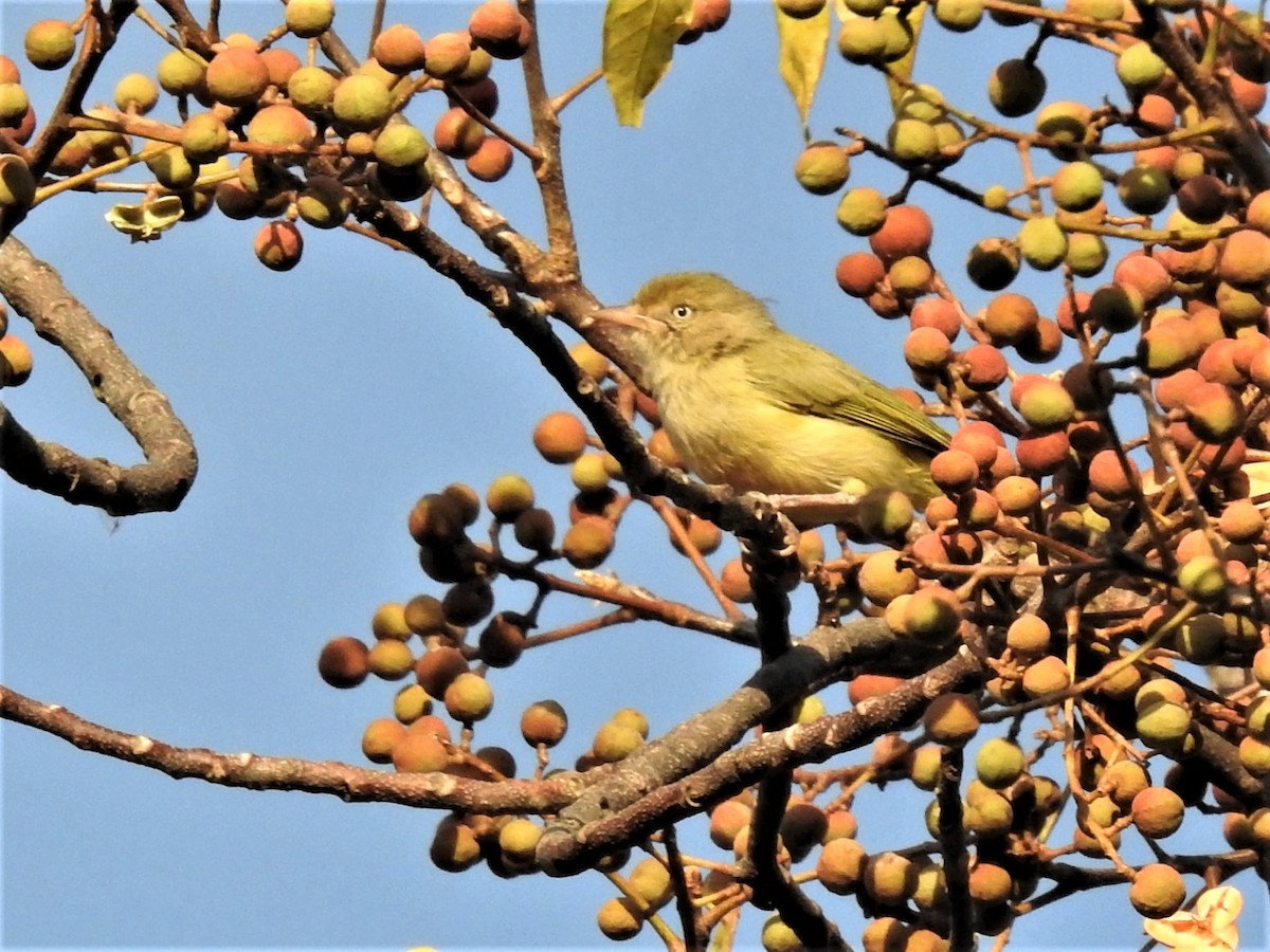 Verdillo Paticlaro (grupo flavipes) - ML412684941