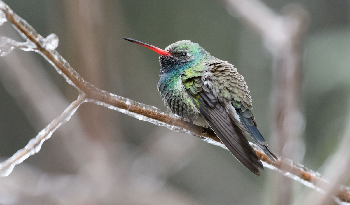 Broad-billed Hummingbird - ML412687871