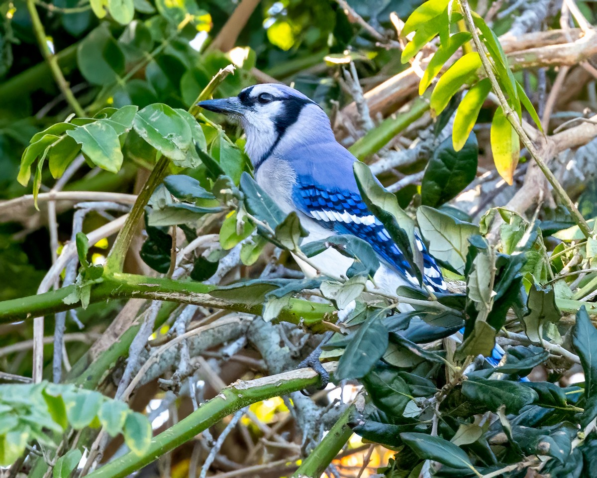 Blue Jay - ML412687901