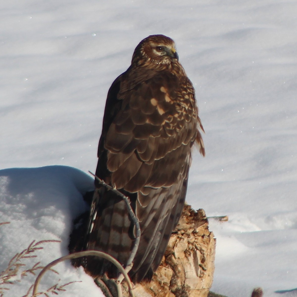 Northern Harrier - ML412688351