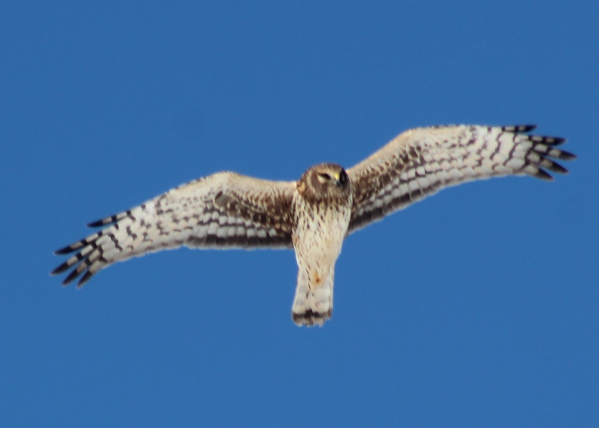 Northern Harrier - ML412688361