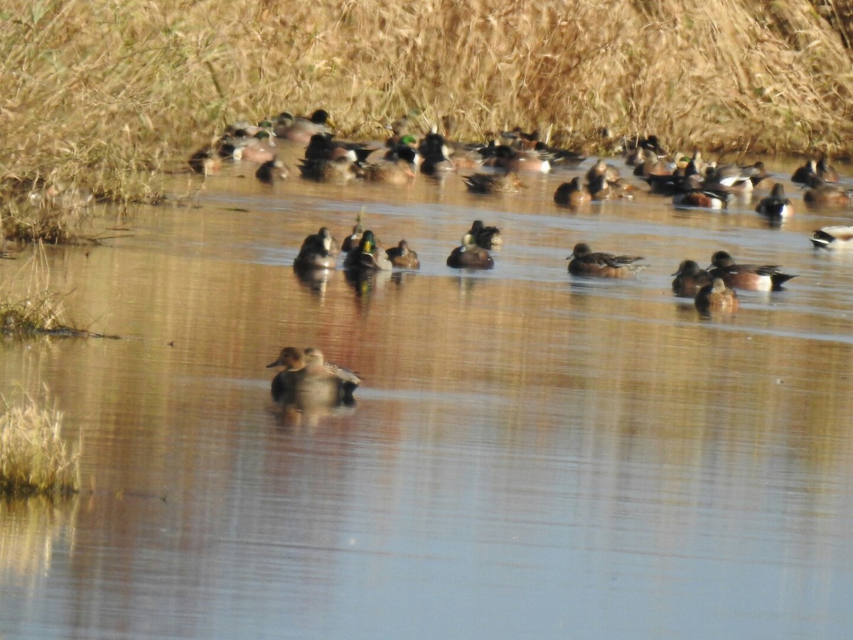 Gadwall - ML41268861