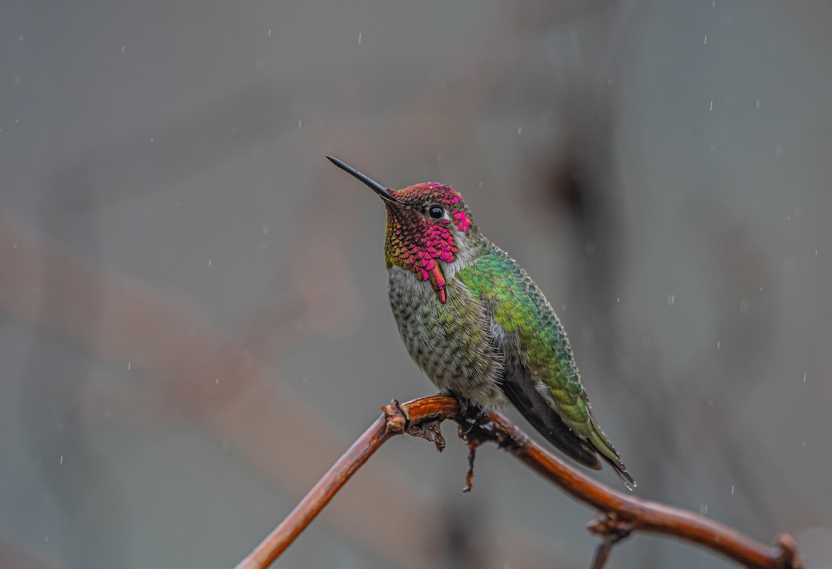 Anna's Hummingbird - ML412689541